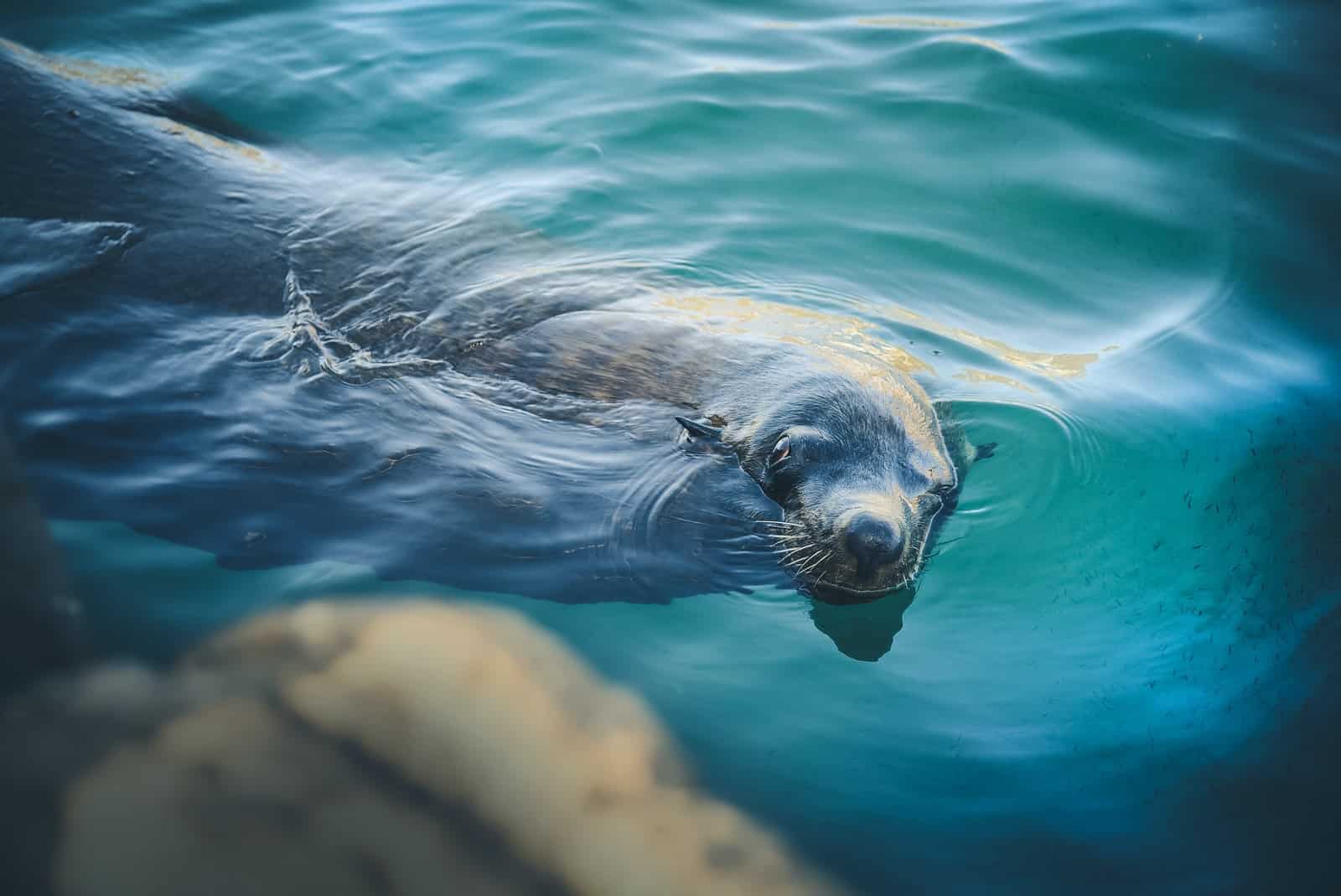 Photo by Robyn Budlender sealion swimming in water