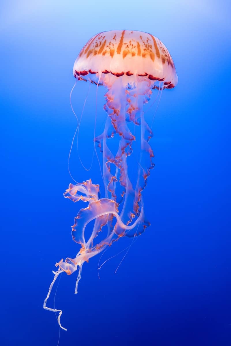 Jellyfish Sting in Miami? Here's How to Treat It! - Living Loving Miami