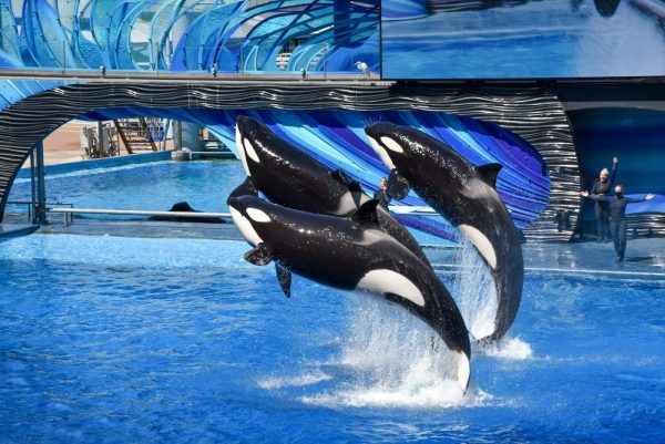 Photo by Leslie Driskill black and white whale in swimming pool during daytime
