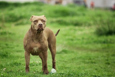 Photo by Faber Leonardo a dog standing in a grassy area