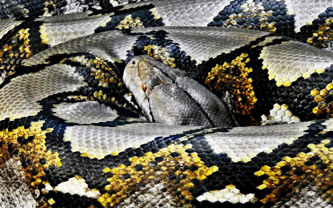 Record-Breaking Florida Python Challenge Removes Nearly 300 Invasive Snakes