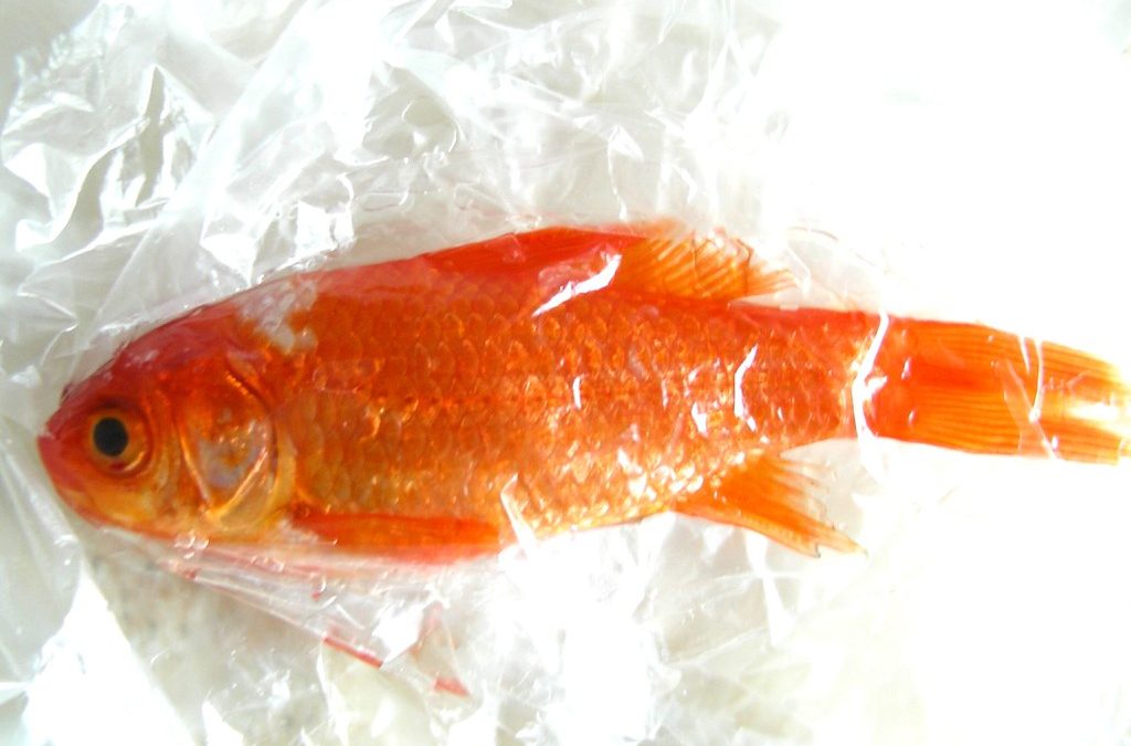 Woman Found Dead Inside Freezer at Miami Dollar Tree