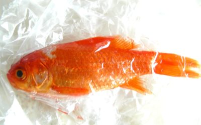 Woman Found Dead Inside Freezer at Miami Dollar Tree